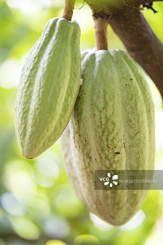 可可果图片素材