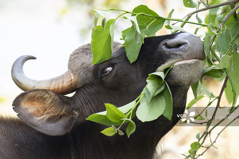 卡比尼纳加尔霍尔国家公园的白肢野牛图片素材