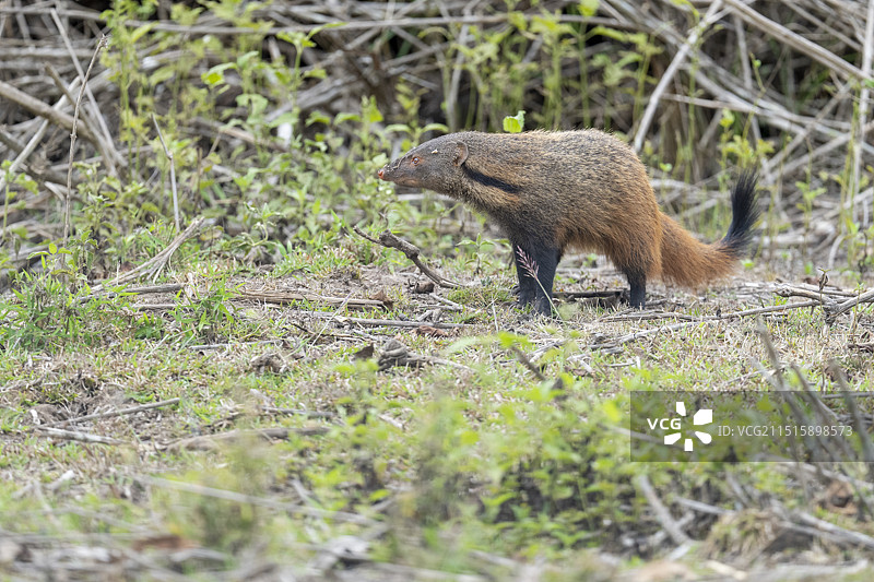 条纹颈獴，印度卡纳塔克邦纳加霍莱国家公园图片素材