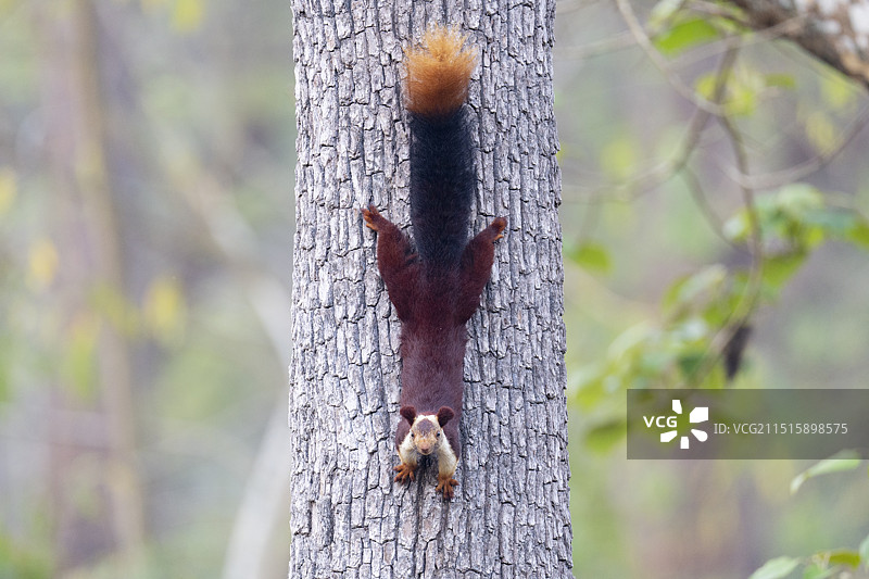 印度巨松鼠：卡比尼，纳加霍雷国家公园，卡纳塔克邦，印度图片素材