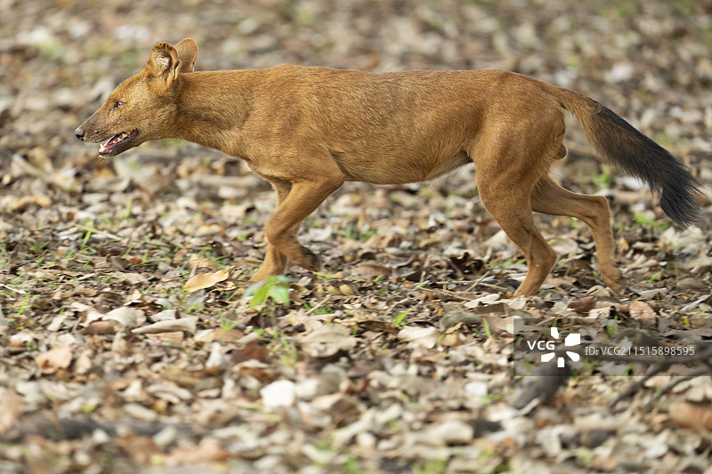 豺或亚洲野犬，卡比尼，纳加尔霍莱国家公园，卡纳塔克邦，印度图片素材