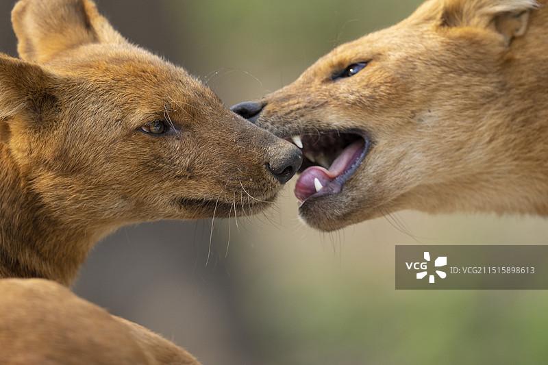 豺或亚洲野犬，卡比尼，纳加尔霍莱国家公园，卡纳塔克邦，印度图片素材