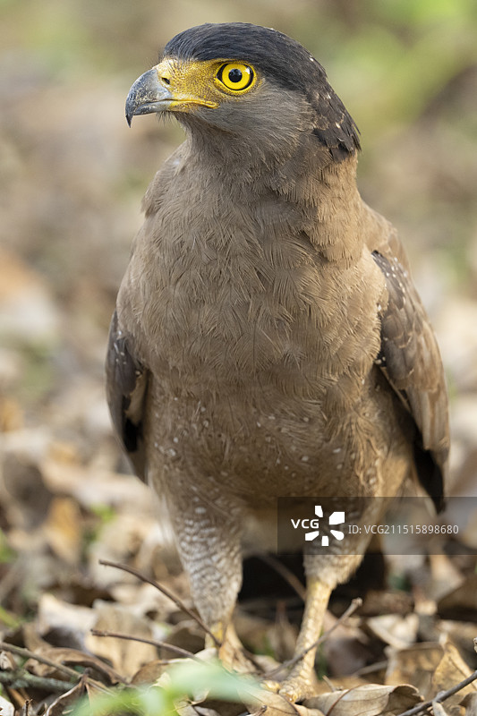 印度卡比尼国家公园的凤头蛇雕图片素材