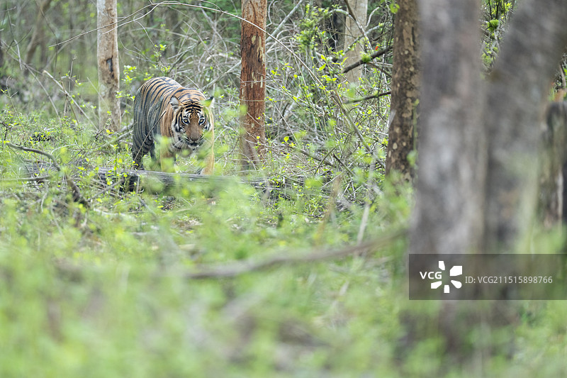 卡比尼，纳加尔霍雷国家公园的孟加拉虎图片素材