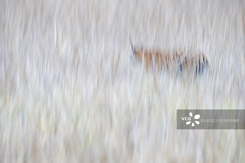 孟加拉虎图片素材