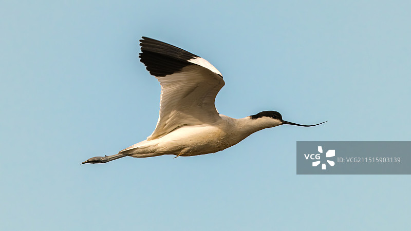 反嘴鹬图片素材