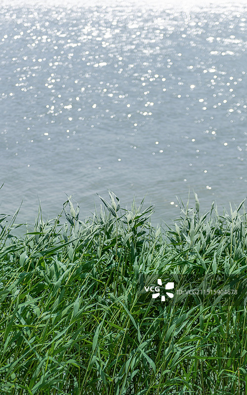 河边的芦苇图片素材