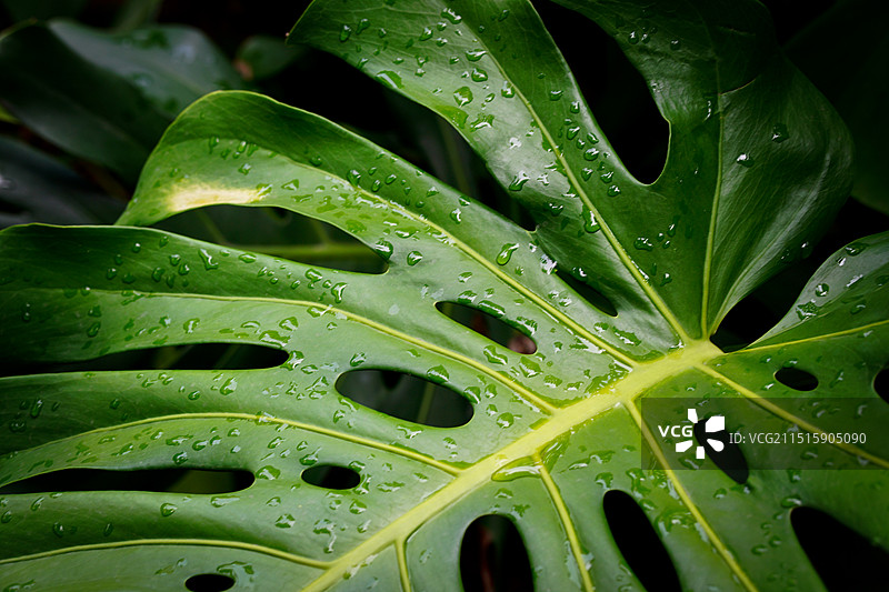 龟背竹绿叶背景图片素材