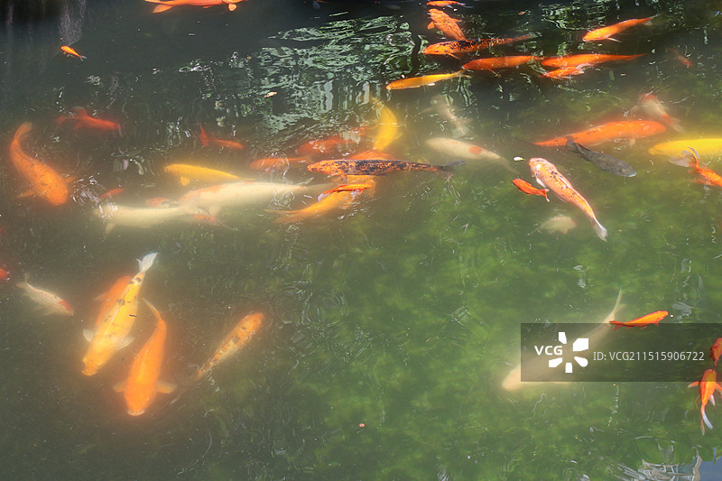 广州锦鲤图片素材