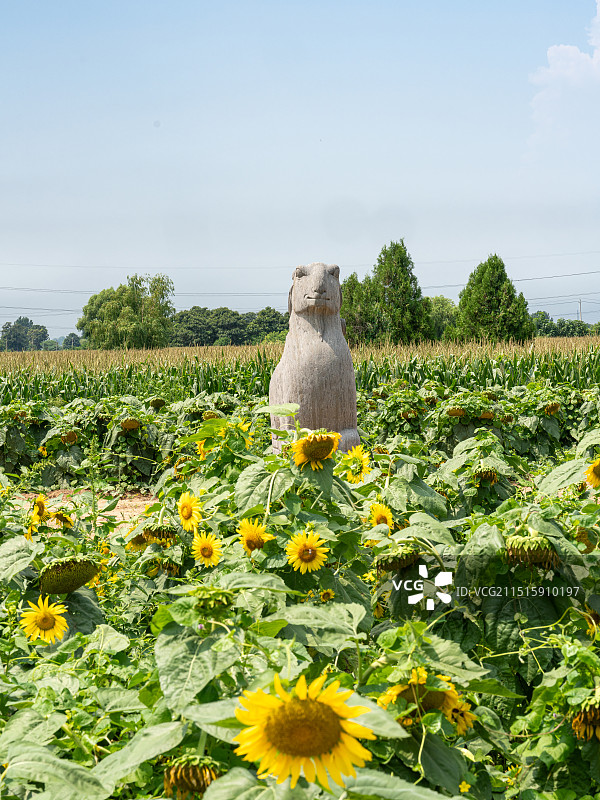 郑州市巩义市北宋皇陵永泰陵石像生和盛开的向日葵花盘图片素材