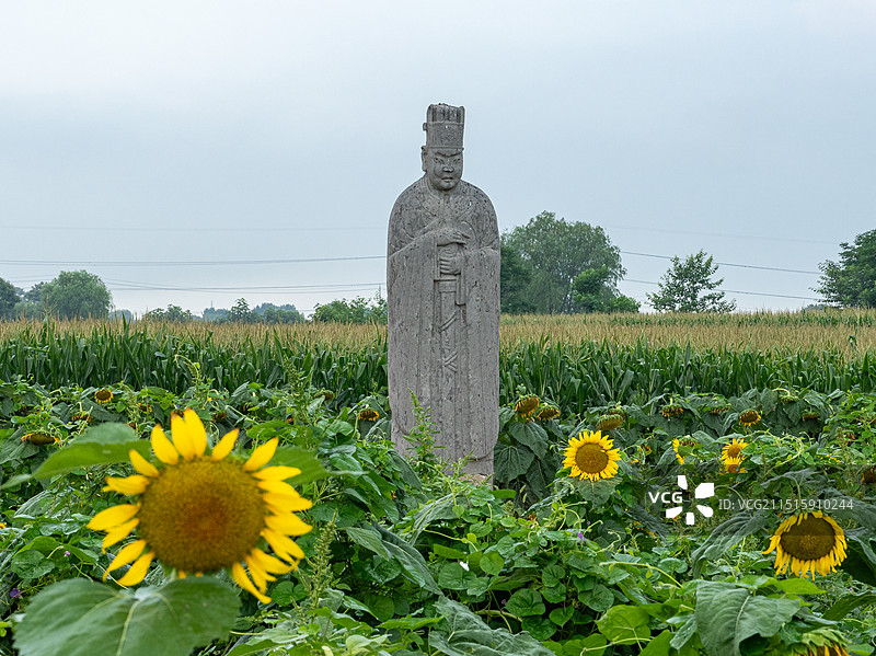 郑州市巩义市北宋皇陵永泰陵石像生和盛开的向日葵花盘图片素材