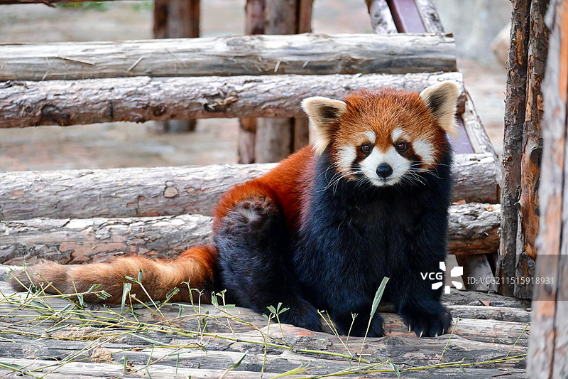 青岛森林野生动物世界图片素材