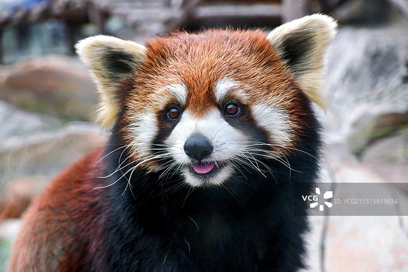 青岛森林野生动物世界图片素材