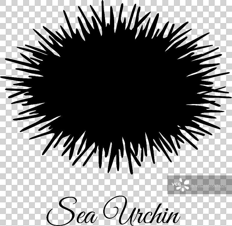 孤立海胆剪影图片素材