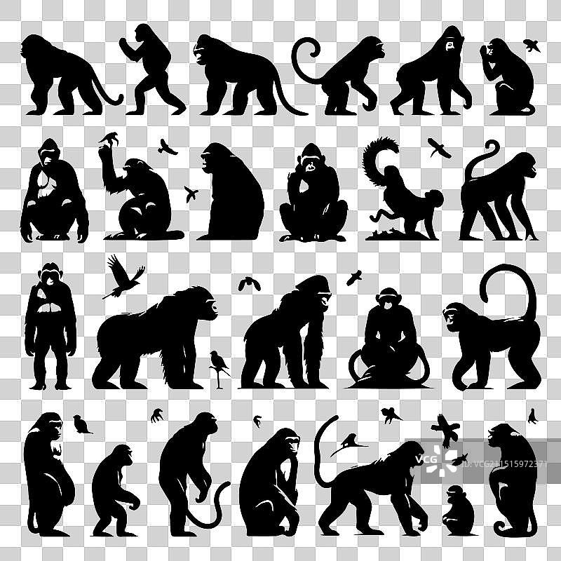 剪影猿猴动物集合图片素材