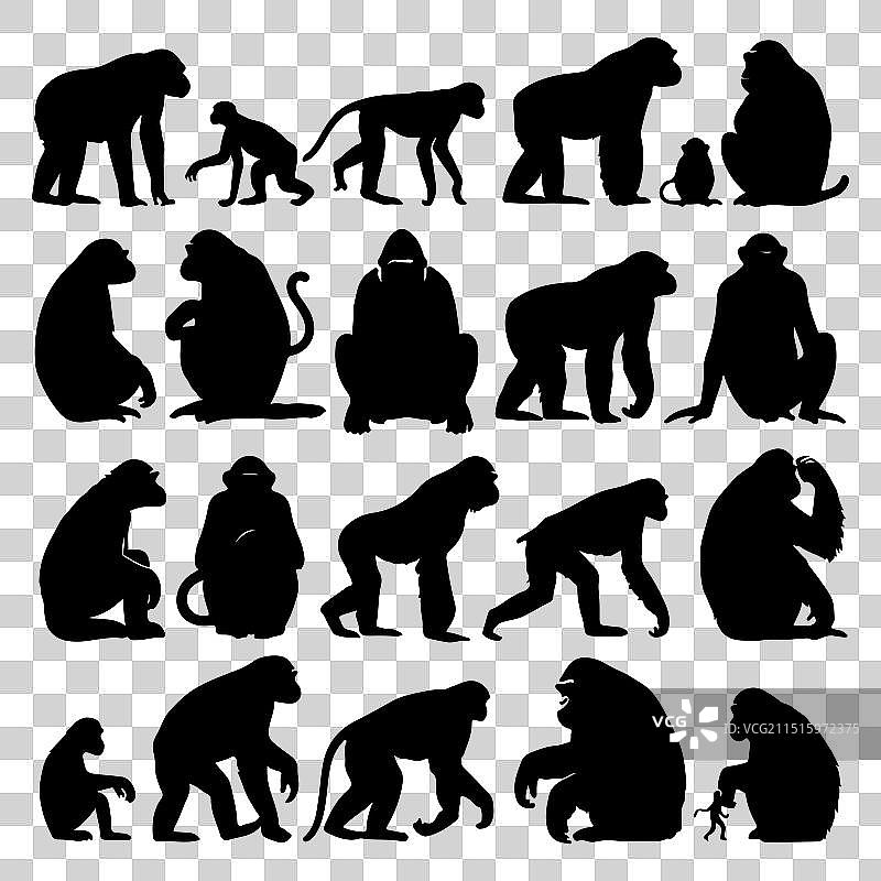 剪影猿猴动物集合图片素材