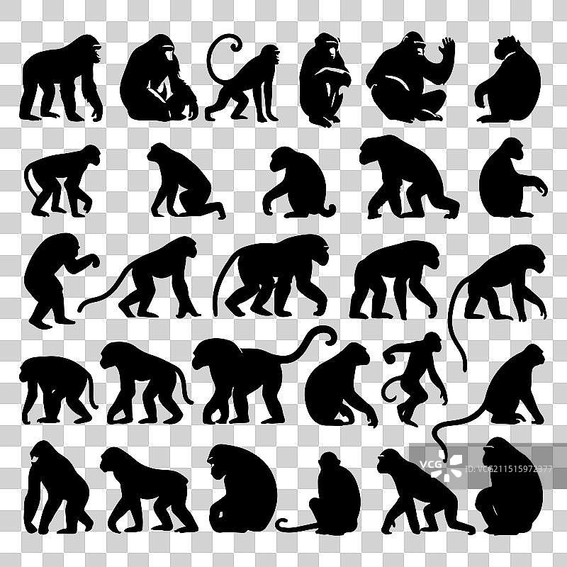 剪影猿猴动物集合图片素材