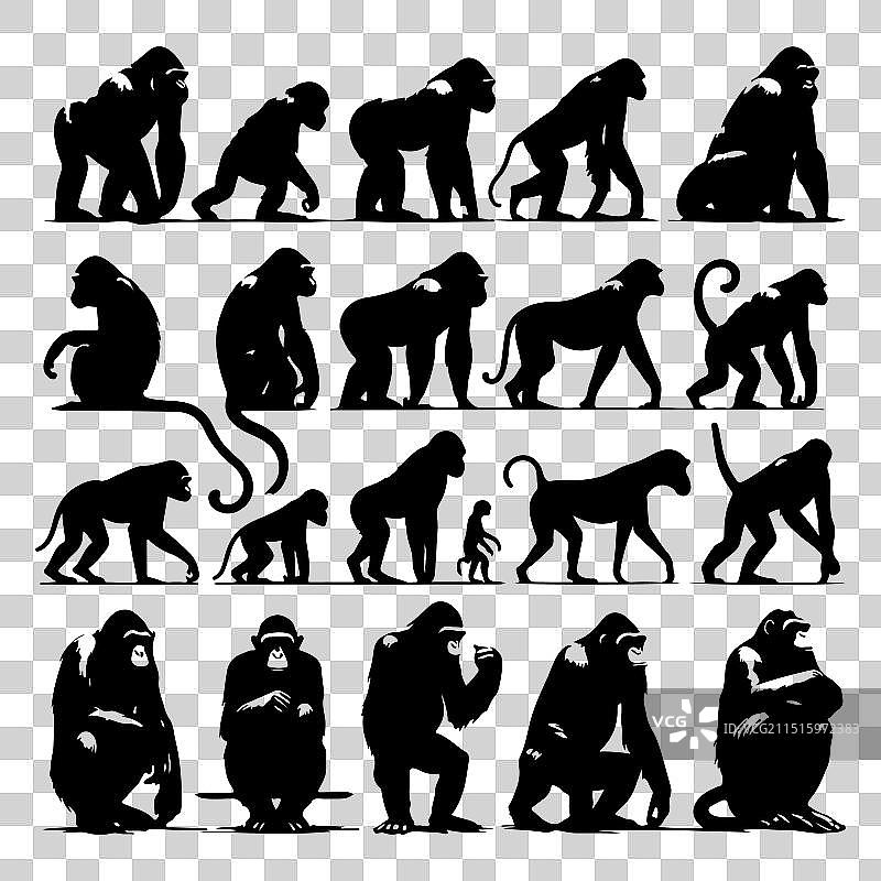 剪影猿猴动物集合图片素材