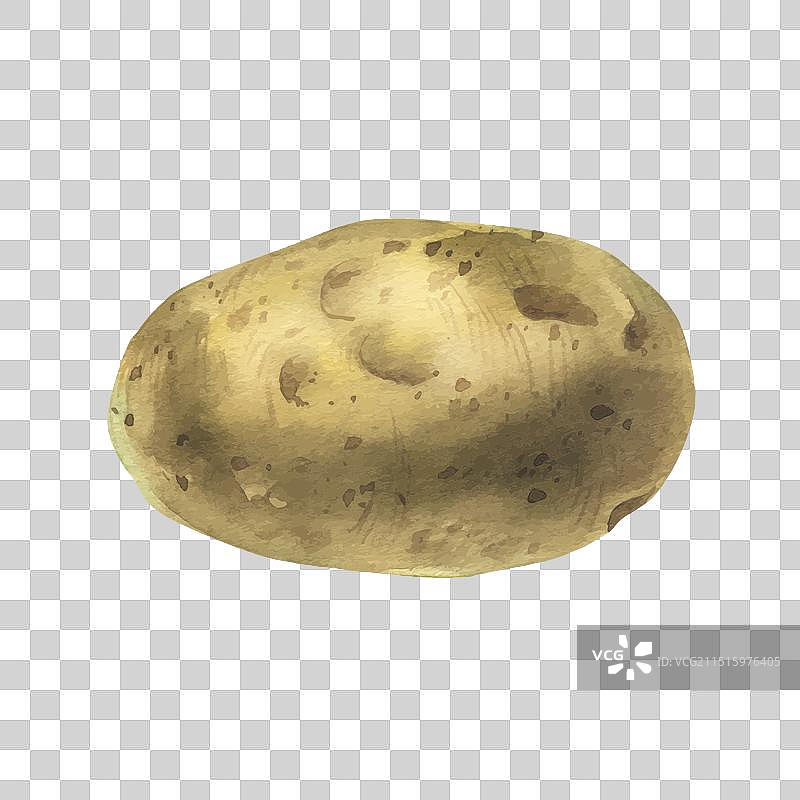 带褐色表皮的完整白土豆图片素材