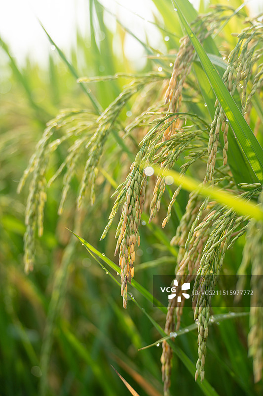 早晨乡村田地里的水稻图片素材