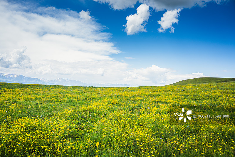 新疆伊犁草原喀拉峻大草原草原花海图片素材