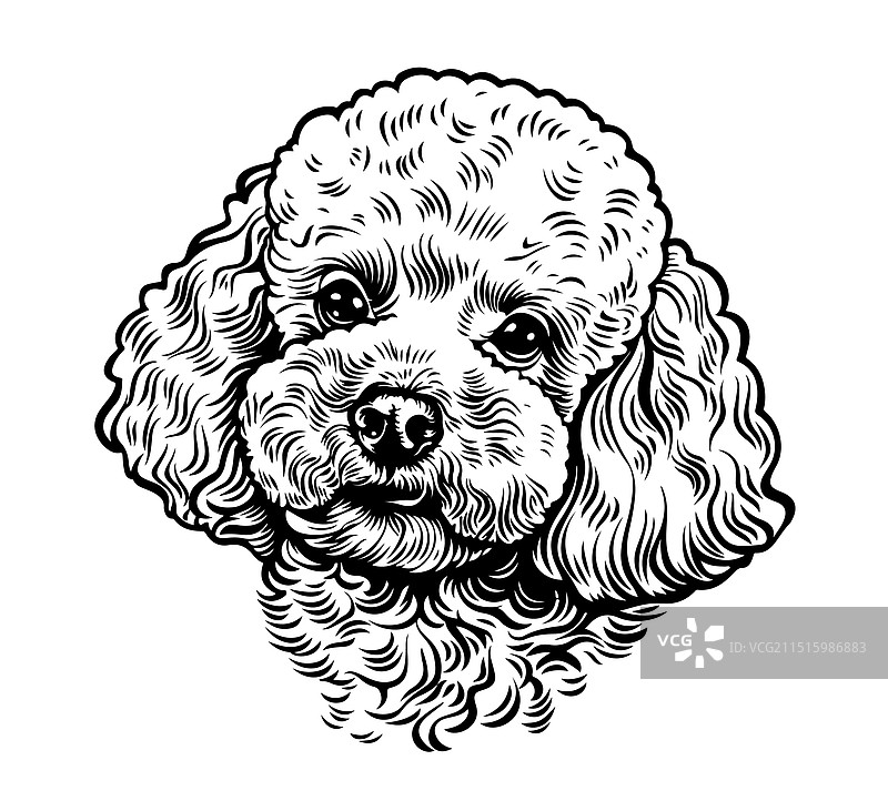 手绘可爱玩具贵宾犬肖像图片素材