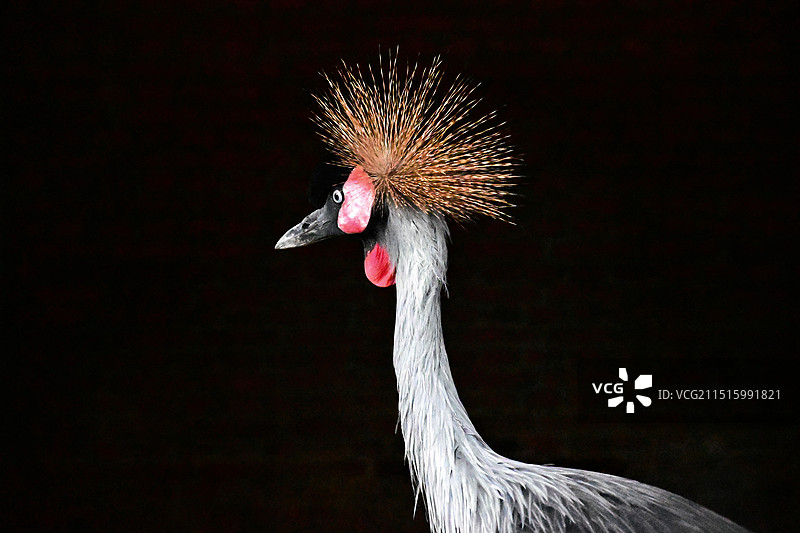 青岛森林野生动物世界图片素材