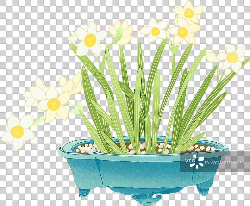 一盆盛开的水仙花花卉花盆盆栽国风国潮手绘插画图片素材