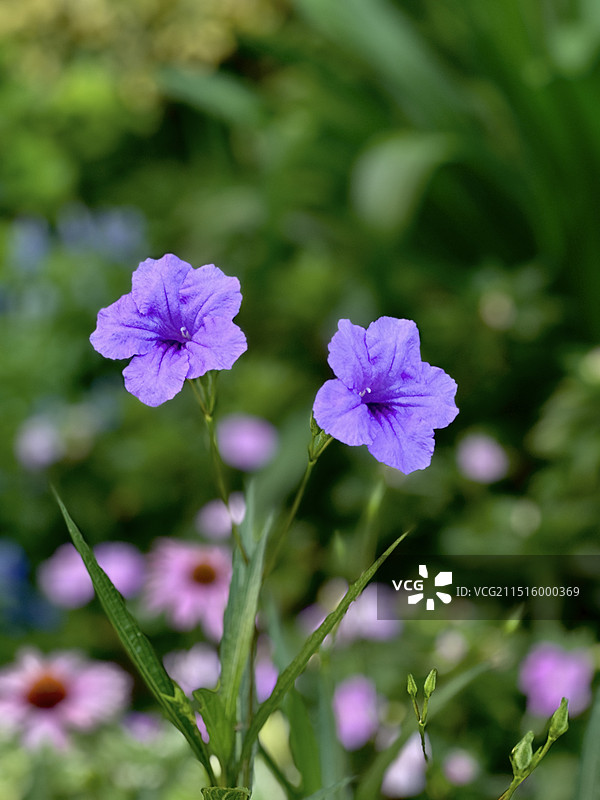 花开富贵图片素材