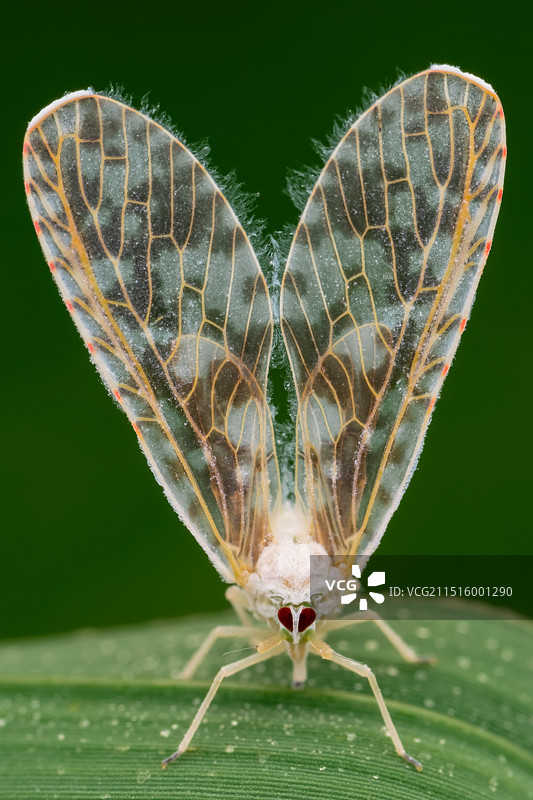 《长袖蜡蝉》图片素材