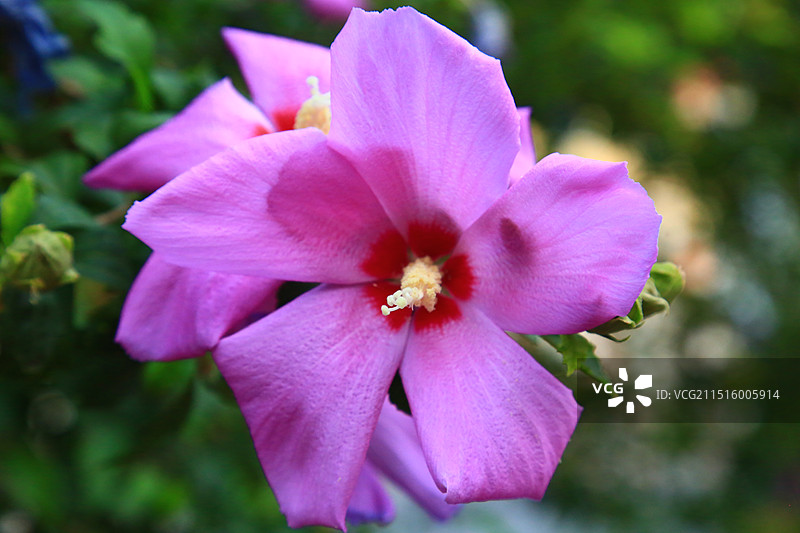 紫色花朵抓拍图片素材