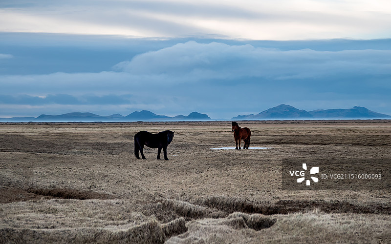 【冰岛马】图片素材