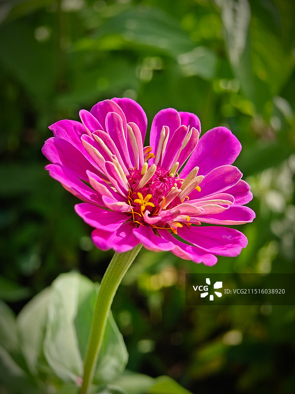 百日菊 又名“步步高”图片素材