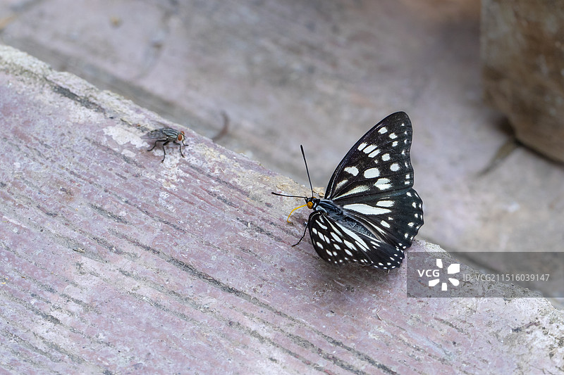蝴蝶和苍蝇面对面觅食图片素材