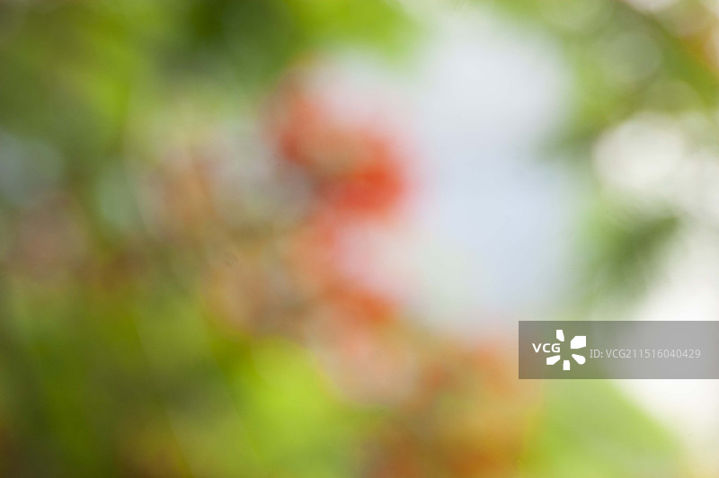 东湖公园凤凰花图片素材