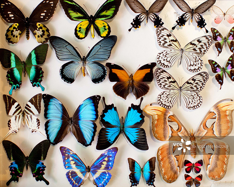 蝴蝶标本图片素材