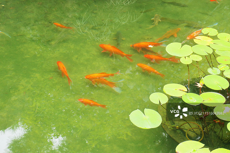 金鱼，水池里的锦鲤图片素材