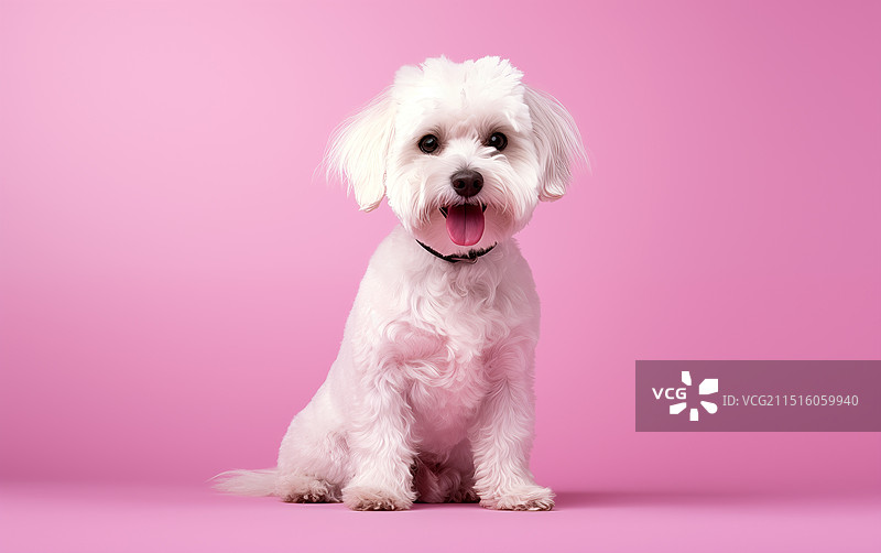 宠物狗图片素材