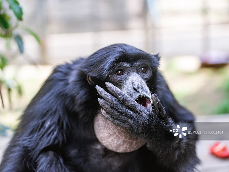 鸣叫的合趾猿声囊膨胀图片素材