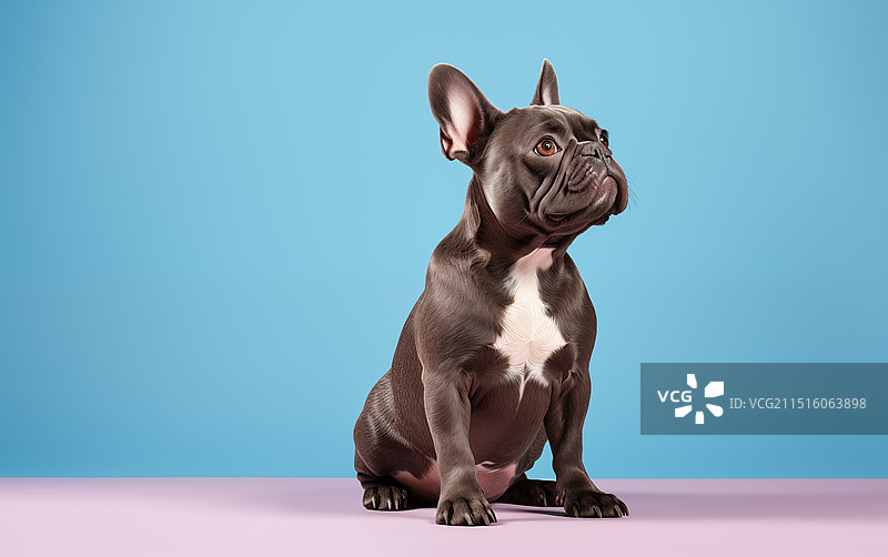 宠物狗图片素材