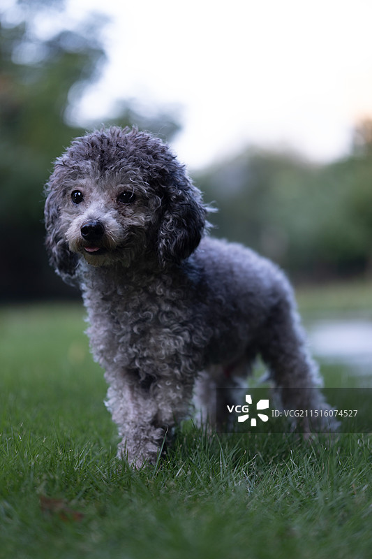 一只灰色的泰迪在公园玩耍图片素材