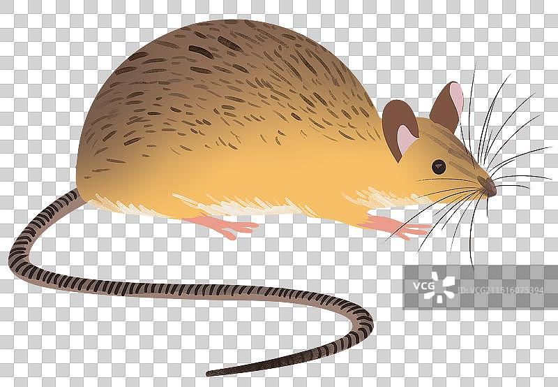 十二生肖鼠年老鼠哺乳动物卡通可爱元素素材趣味绘本儿童插画图片素材