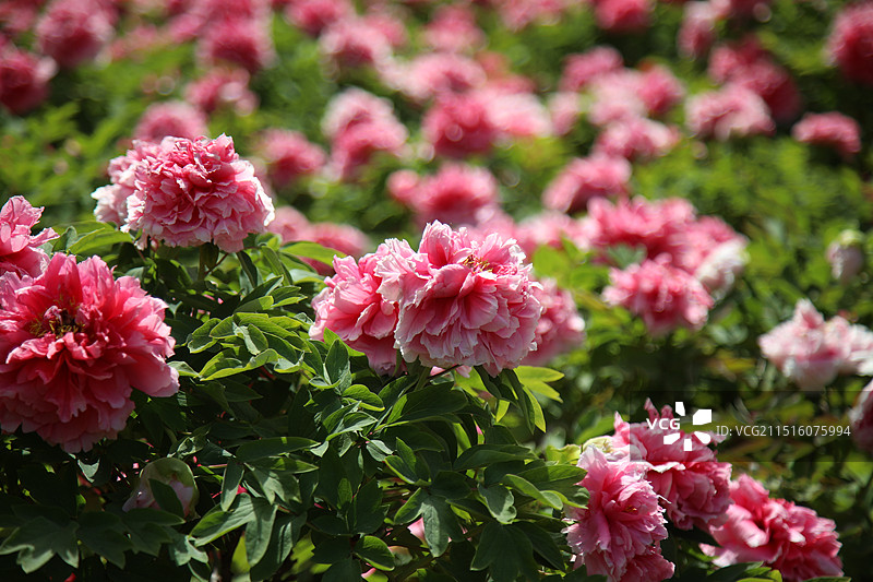 洛阳中国国花园图片素材