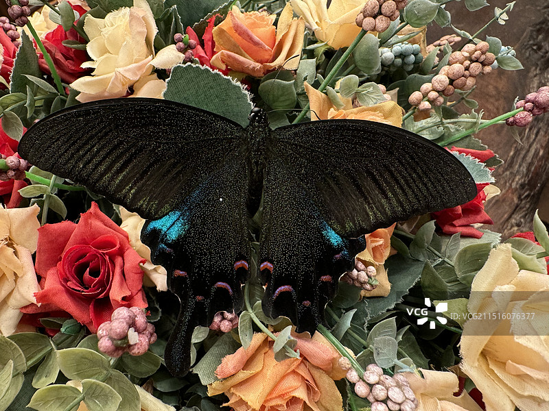 蝶恋花（绿带凤翠蝶）图片素材