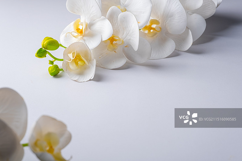 白色桌面和白色蝴蝶兰背景空白场景图片素材