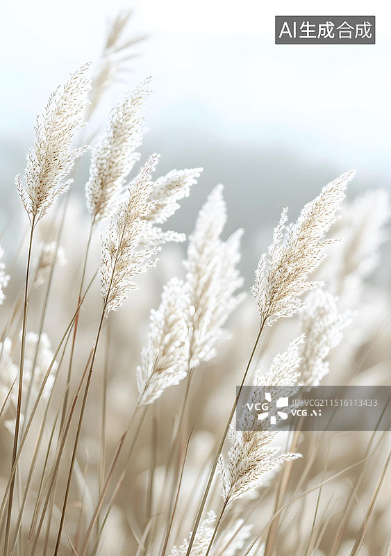 【AI数字艺术】白色蒲苇花田的近景图片素材