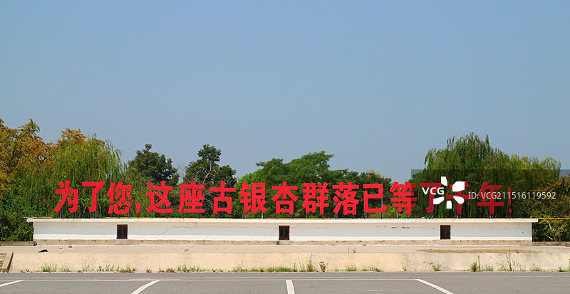 泰州泰兴古银杏国家森林公园图片素材