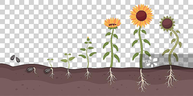 向日葵生长过程卡通油籽文化图片素材