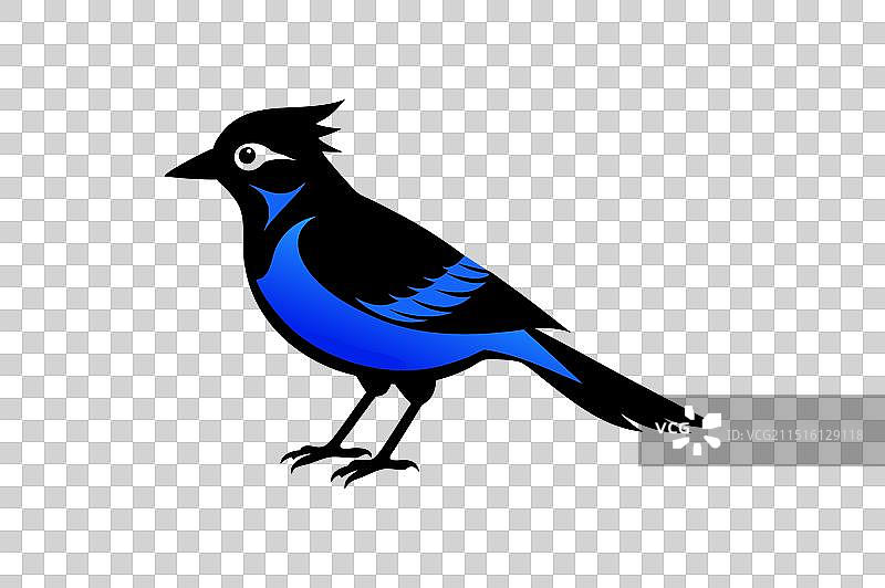 蓝色松鸦鸟黑色剪影图片素材