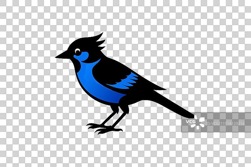 蓝色松鸦鸟黑色剪影图片素材
